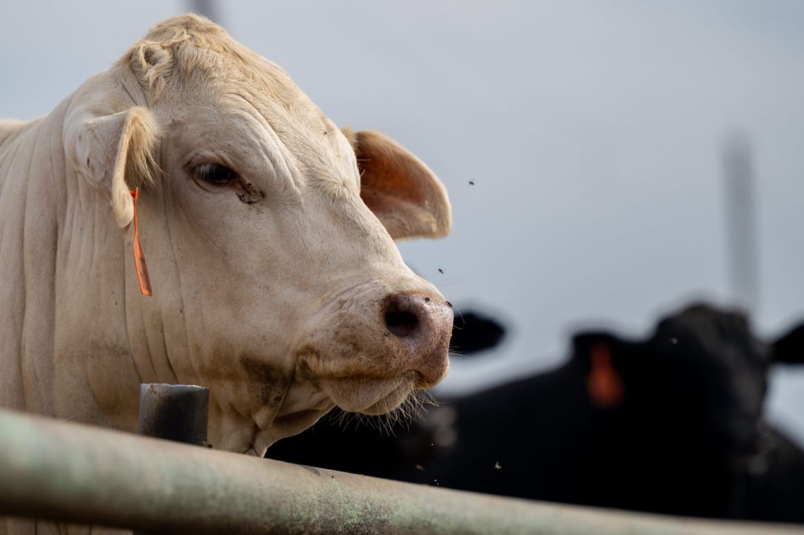 U.S. Cattle Ranchers Trim Herds Amid Drought And Rising Costs