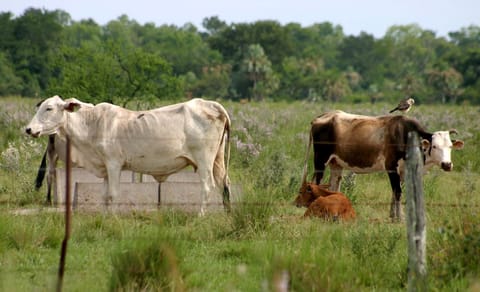 Brazil farm lobby to EU: French retailers are illegally disparaging our meat