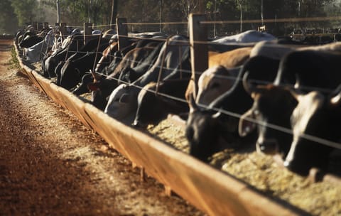 EU races against the clock to seal beef-for-cars trade deal