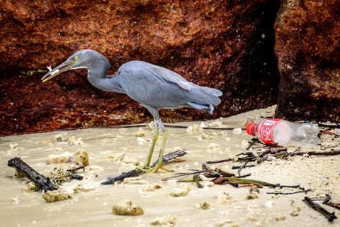 Crusaders against plastic face a familiar foe: Big Oil