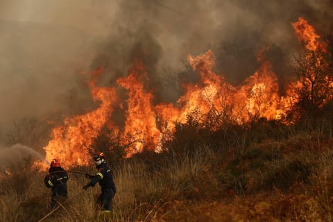 Wildfires push forest destruction to 20-year high just as EU delays anti-deforestation rules