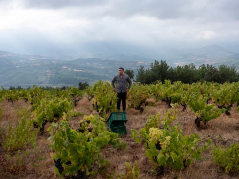 Turkey’s grapes: A paradise lost